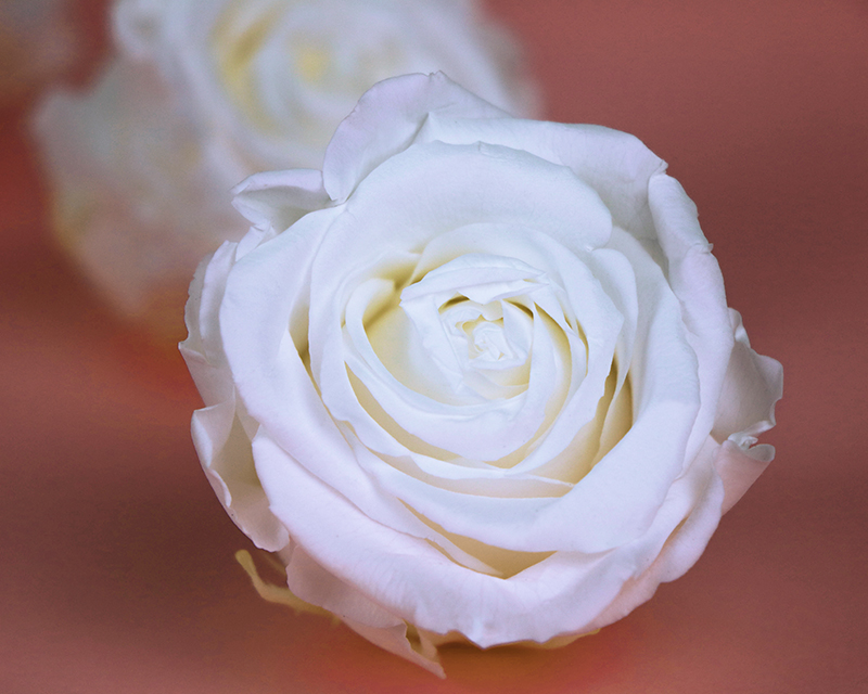 Personalisierbare Vase mit ewigen Rosen - Hochzeit